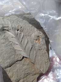Fóssil Feto Carbonífero