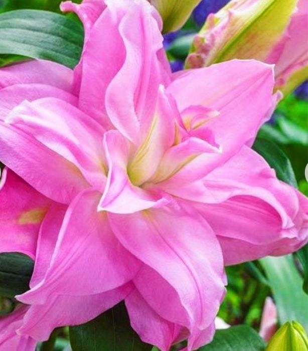 Лілія  цибулини