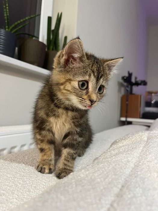 Franio i Jadzia około trzech miesięcy