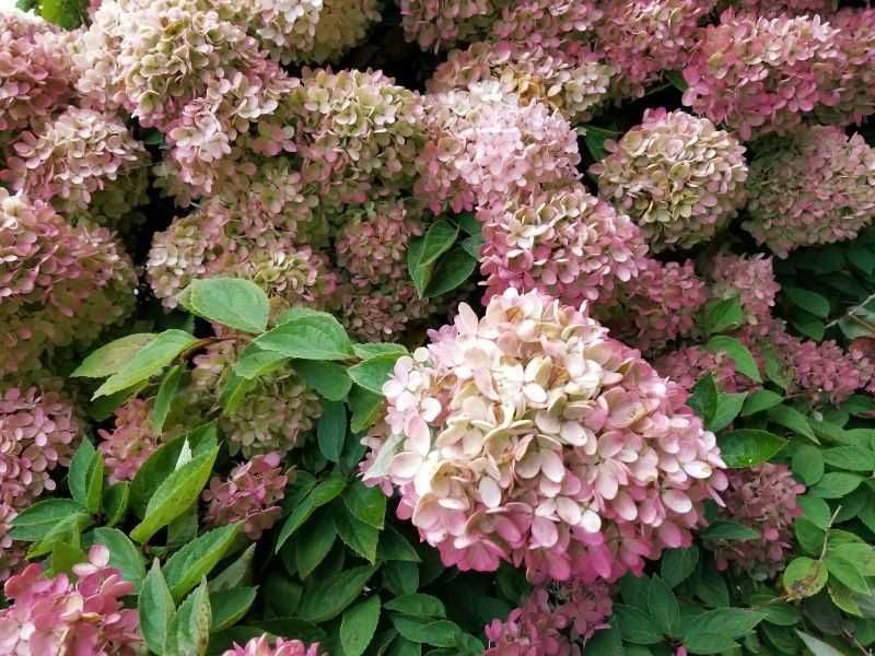 Hydrangea paniculata 'Pink Diamond'