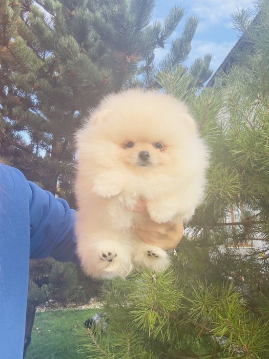 Хлопчики та дівчатка  померанський шпіца