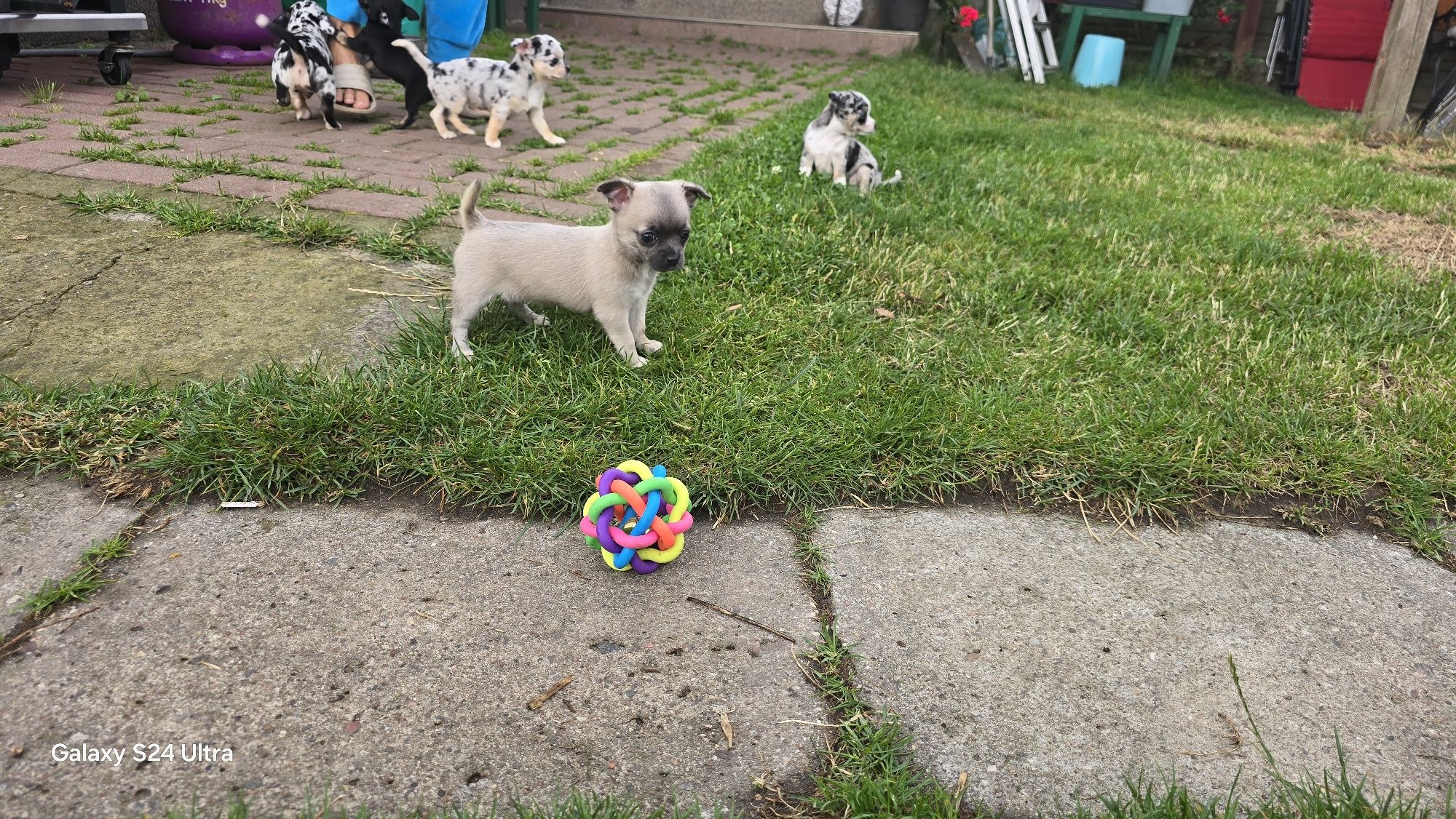 Śliczna Chihuahua suczka