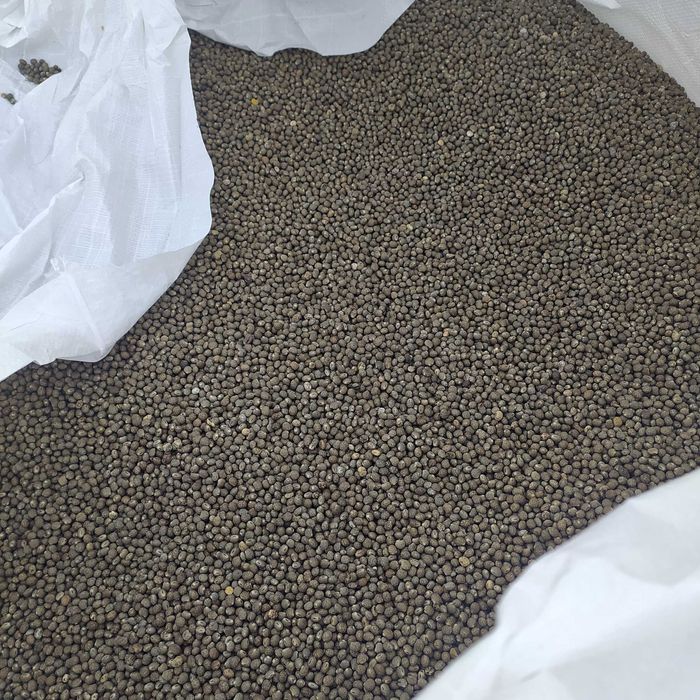 Łubin  gorzki czyszczony