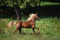 Piękny koń wałach rasy Tennessee Walker