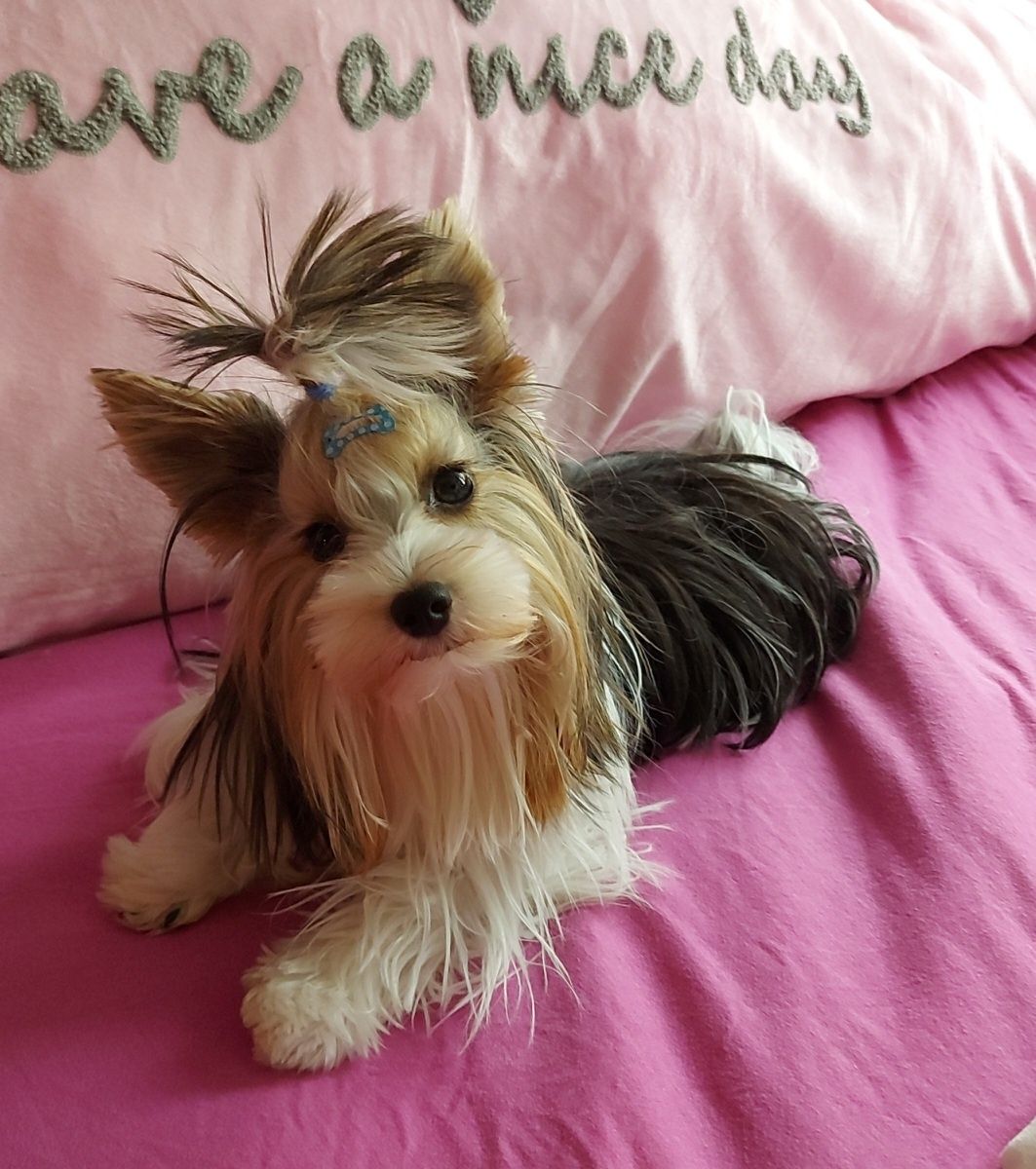 YORK suczka REZERWACJA rozmiar XXS yorkshire terrier biewer miniaturka