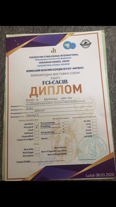 Предлагается к вязки Кабель порода кане-корсо в