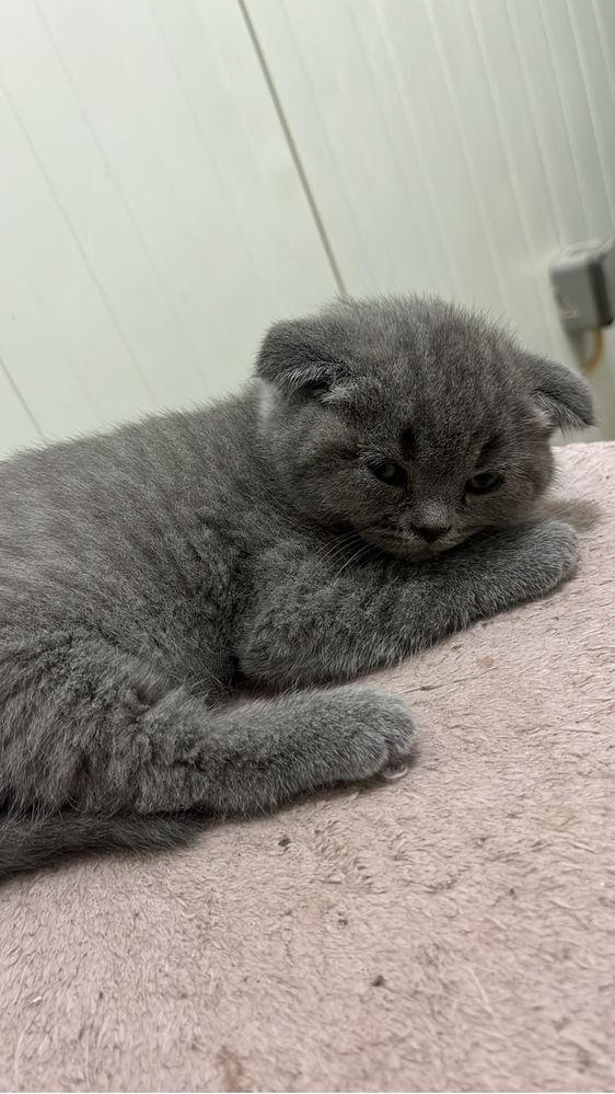 Scottish fold macho