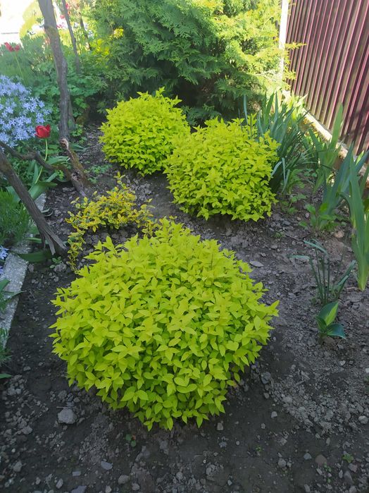 Багаторічники бересклет, барбарис, гібіскус, хости