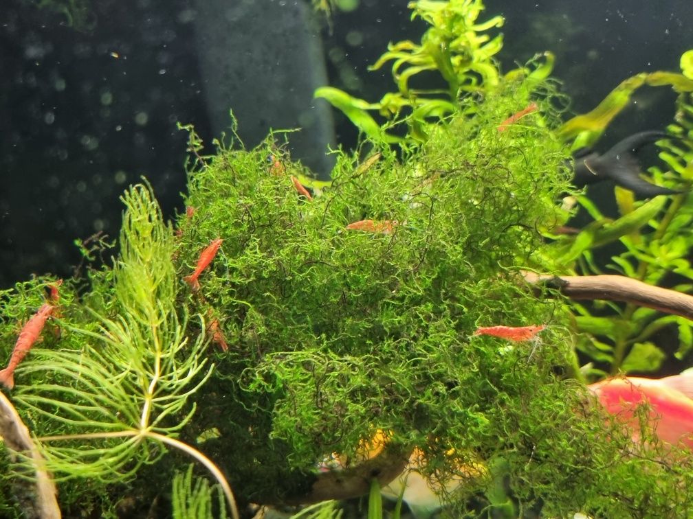 Krewetka  Red Cherry z własnego akwarium
