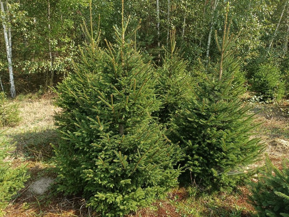 Świerk pospolity do ogrodu na żywopłot kopany nasadzenia transport