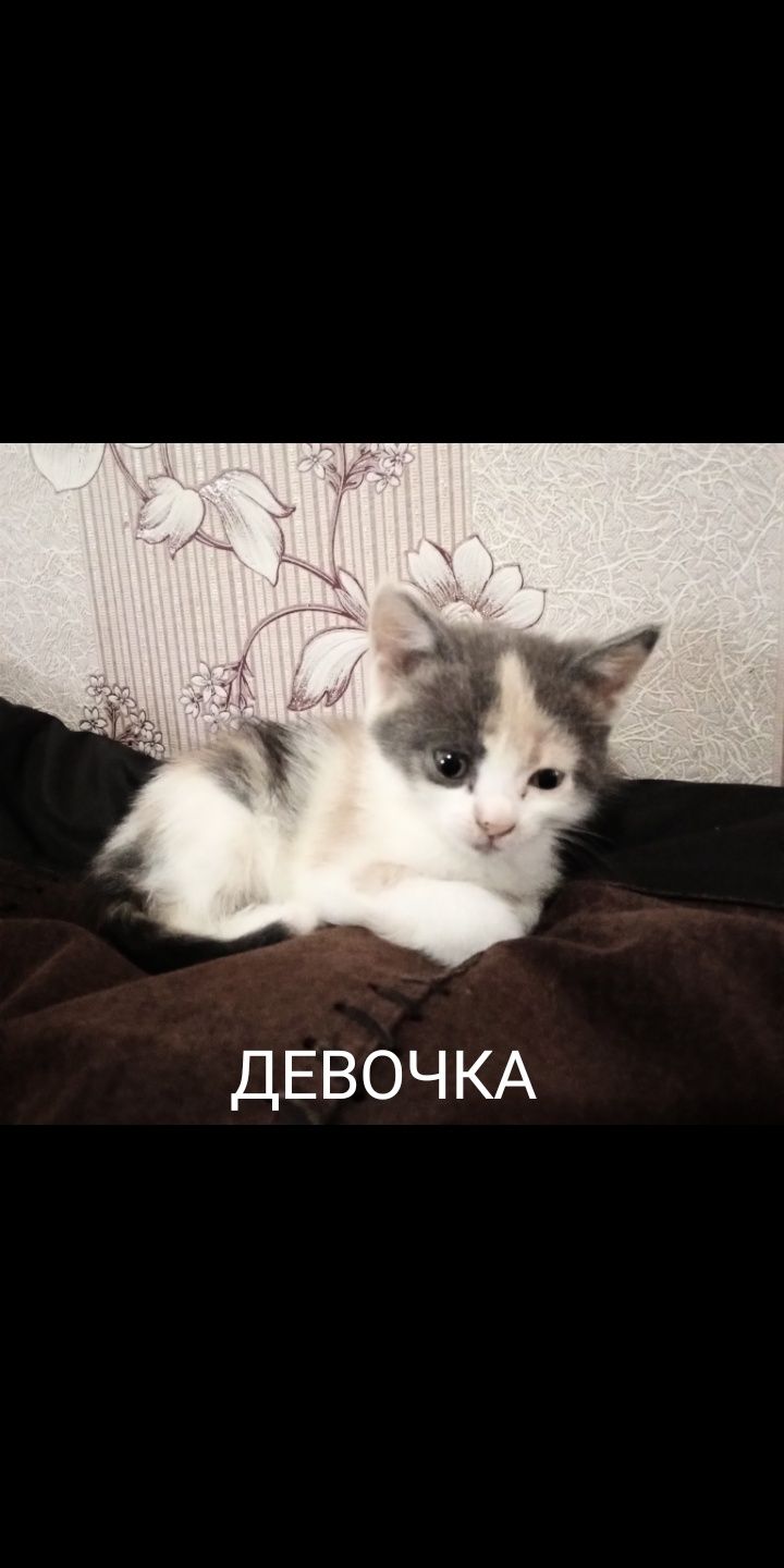 Котята милые,красивые.