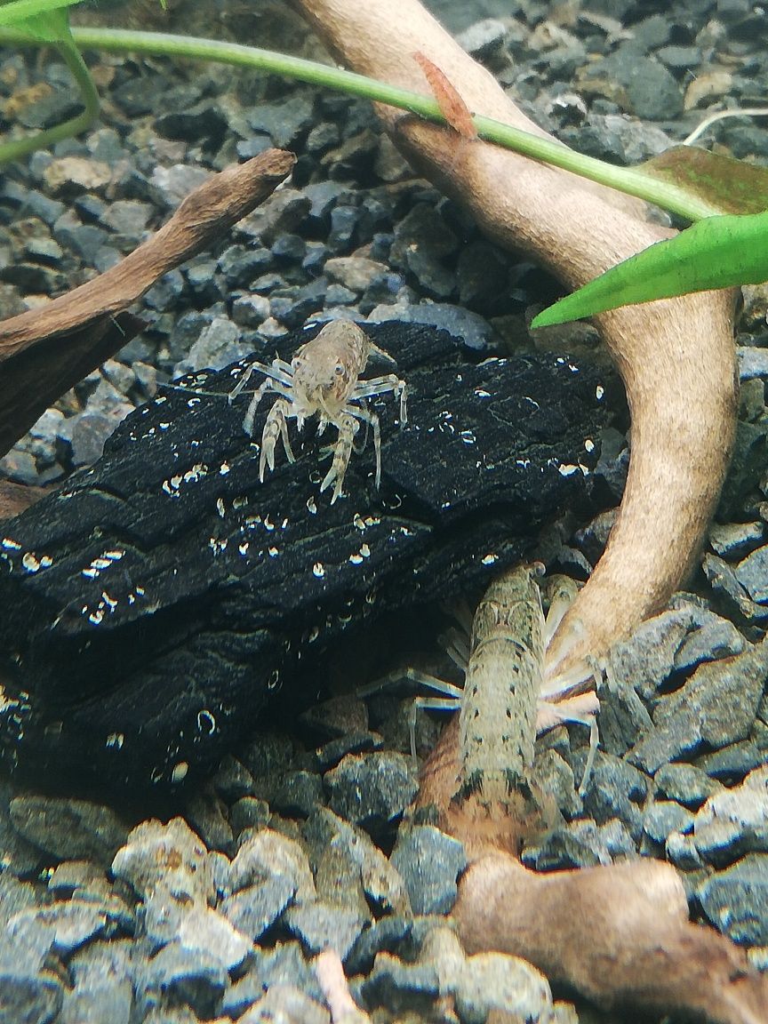 Mini raczki do akwarium