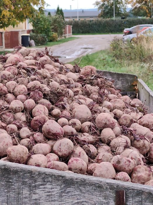 Buraczki  ćwikłowe odpad  za 100kg
