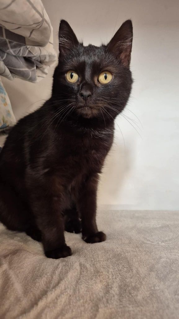 Bajka 8 letnia do adopcji