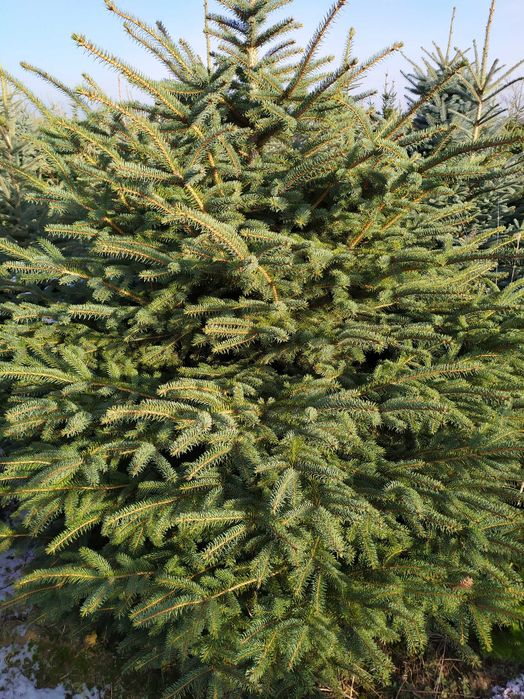 choinki Garbow jodla swierk z wlasnej plantacji