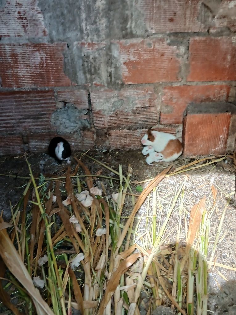 Vendo animais domésticos