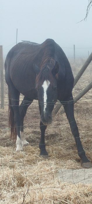 Égua preta com 8 anos