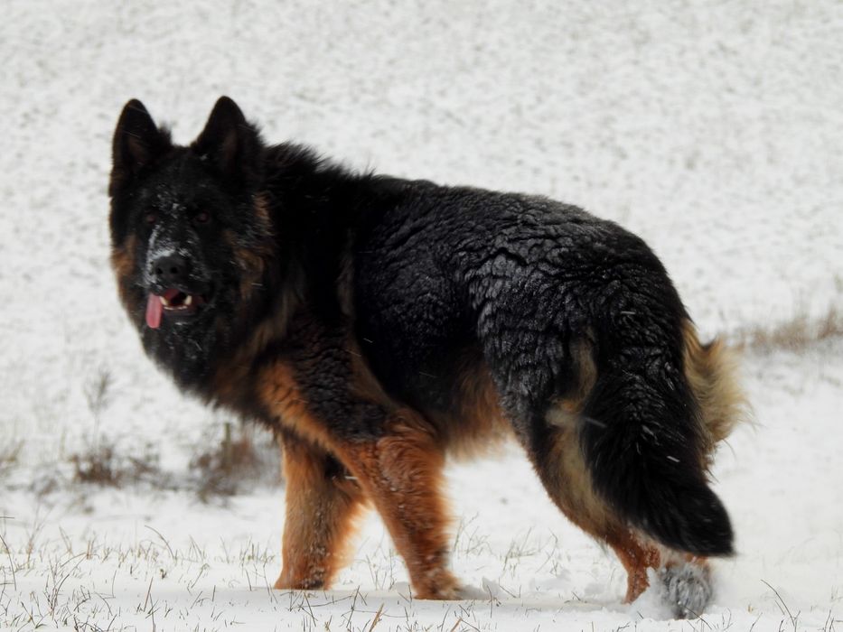 PIESEK !!! Owczarek Niemieck Długowłosy !!!