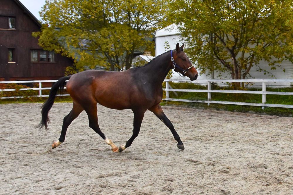 Sprzedam młodego, perspektywicznego wałacha do ujeżdżenia lub wkkw