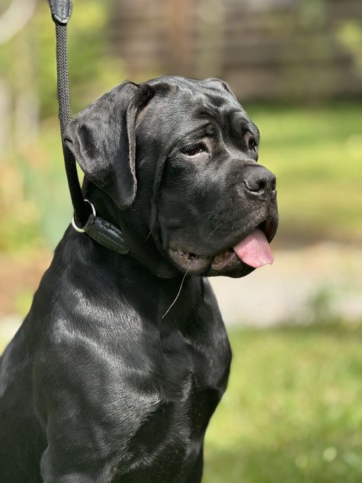 Девочка Кане Корсо (Cane Corso Italiano) шоу класс