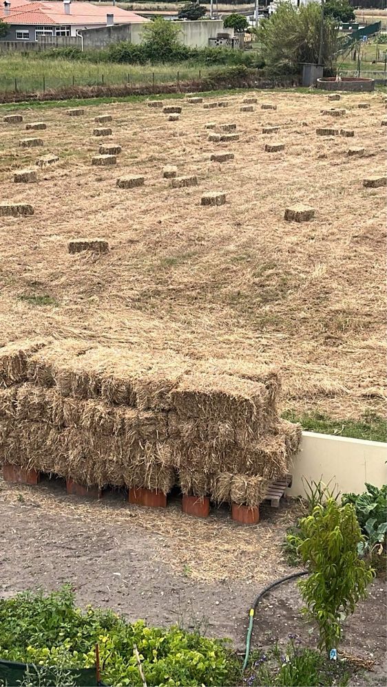 120 fardos de palha 4,50 por fardo