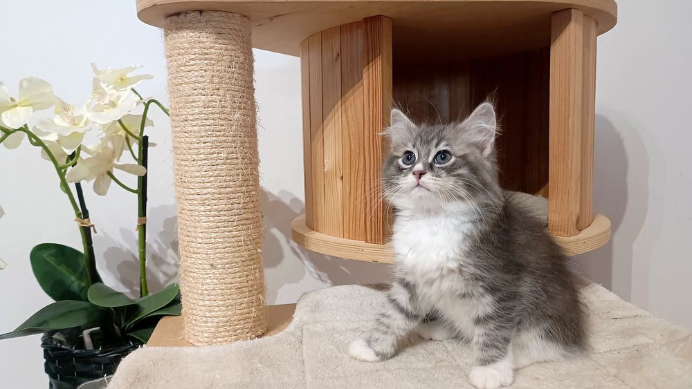 Kocurek syberyjski Skiper rodowód WCF