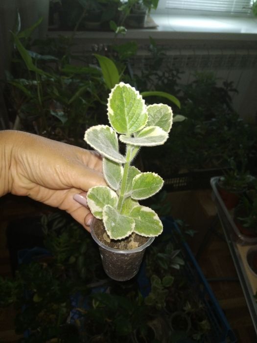 М 'ята варієгантна, плектрантус