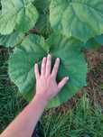 Sadzonki paulownia oxytree drzewo tlenowe, nawadniacz gratis