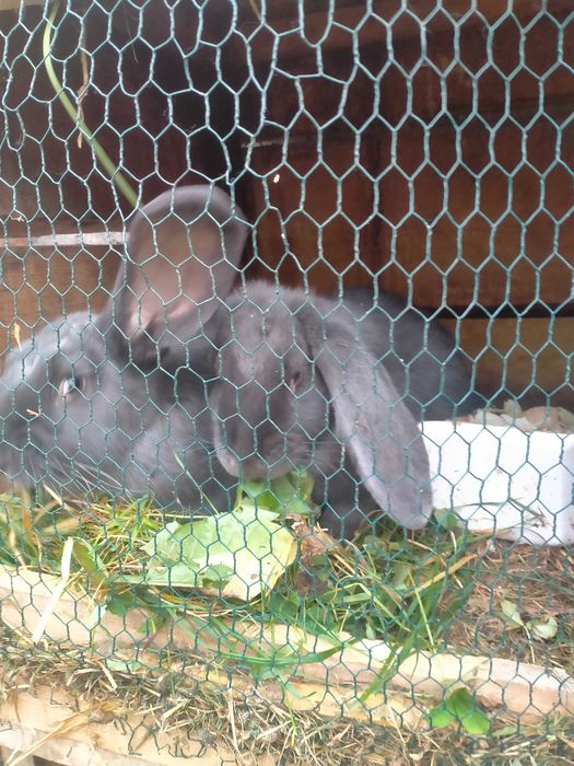 Króliki do hodowli lub tuszki