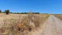 Terreno Agricola com Oliveiras