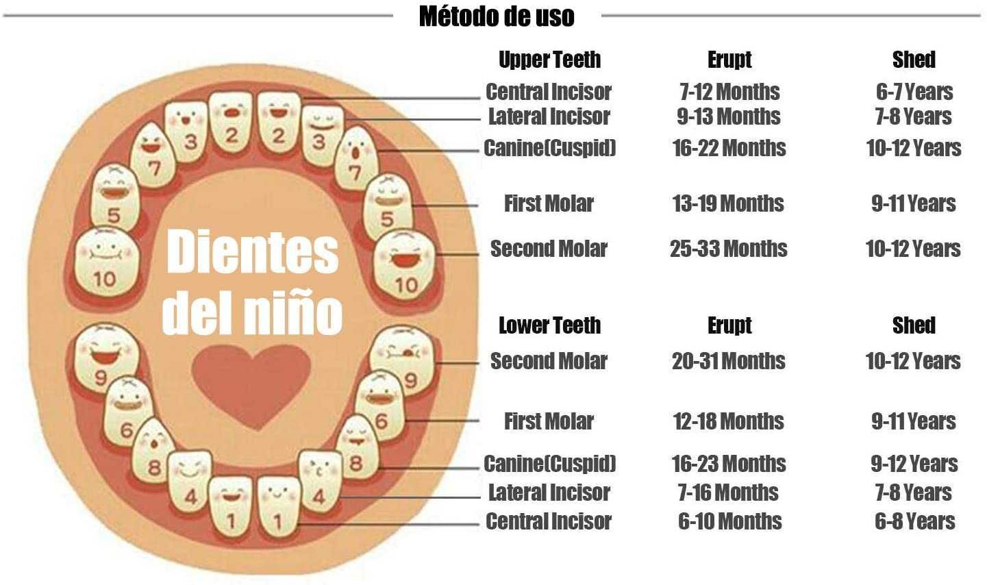 Caixa organizadora de dentes criança Menino