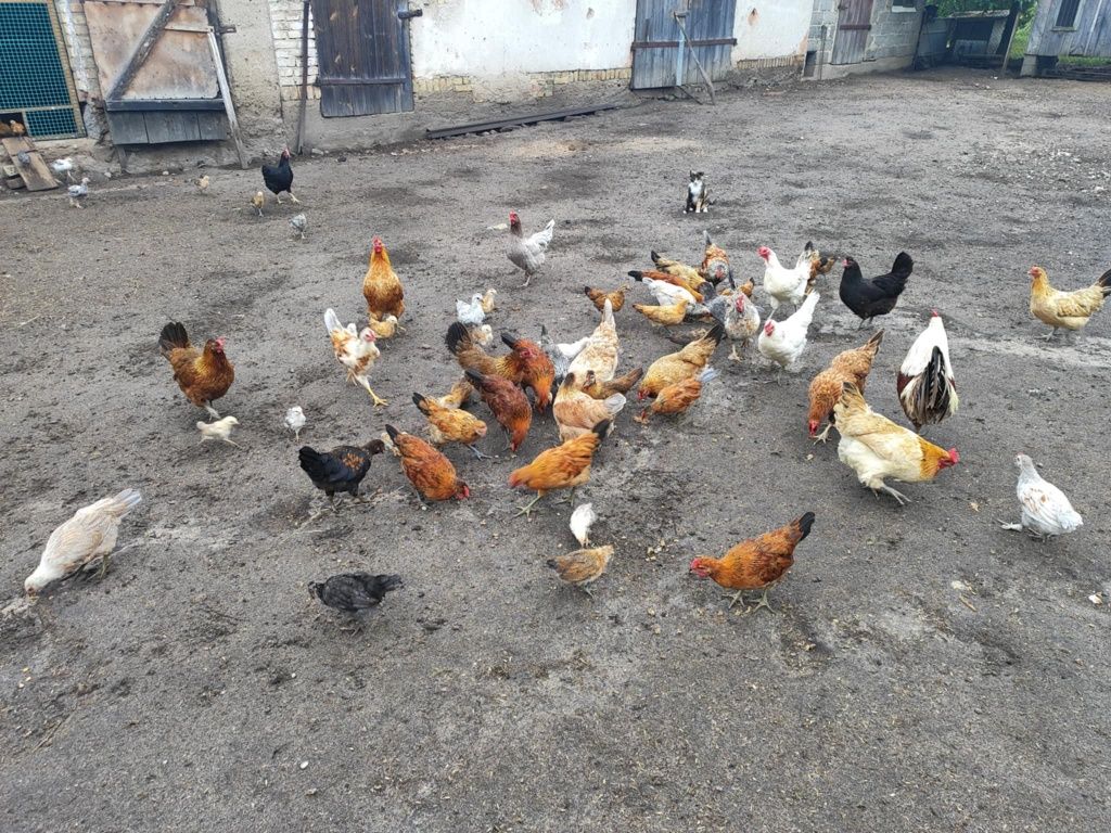 Sprzedam kury i koguty zielononóżki i inne