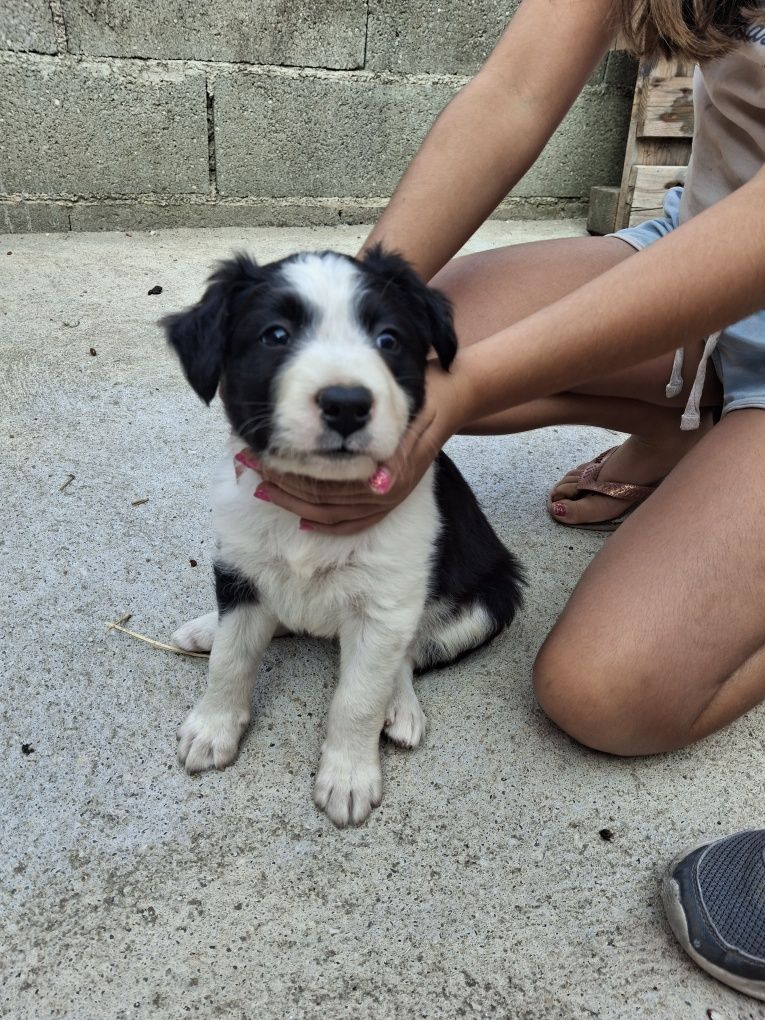 Border collie com 1 mes e meio