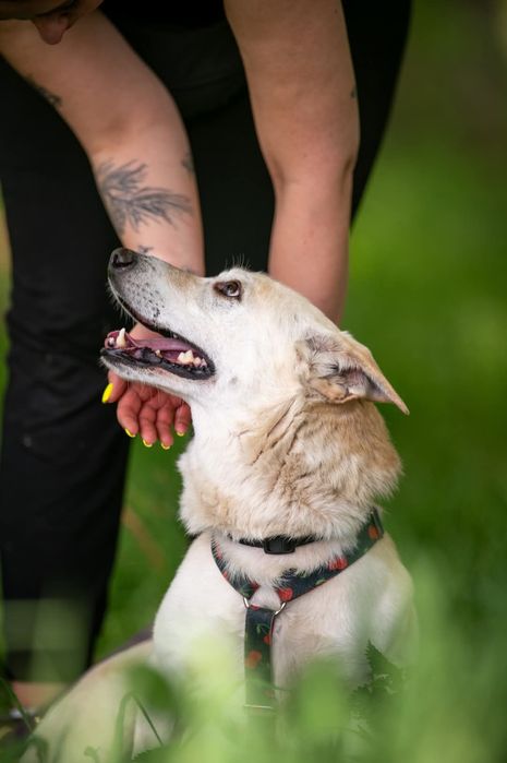 Beżowy piesek o posturze jamnika szuka domu