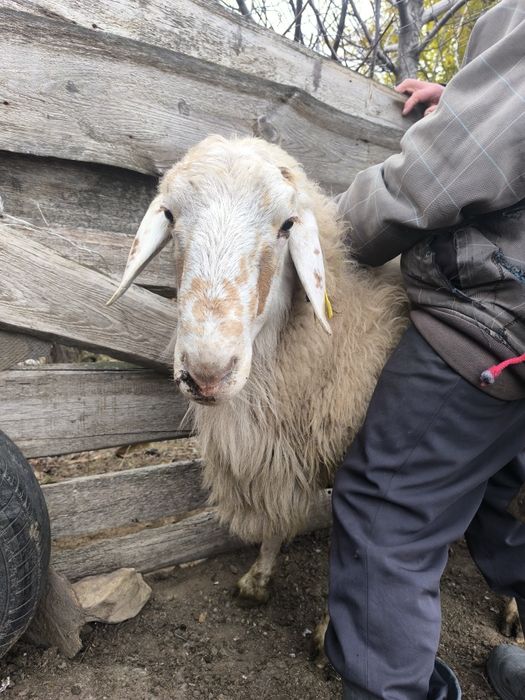 Продам курдючного барана