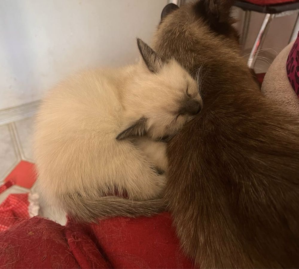 Сіамські котенята