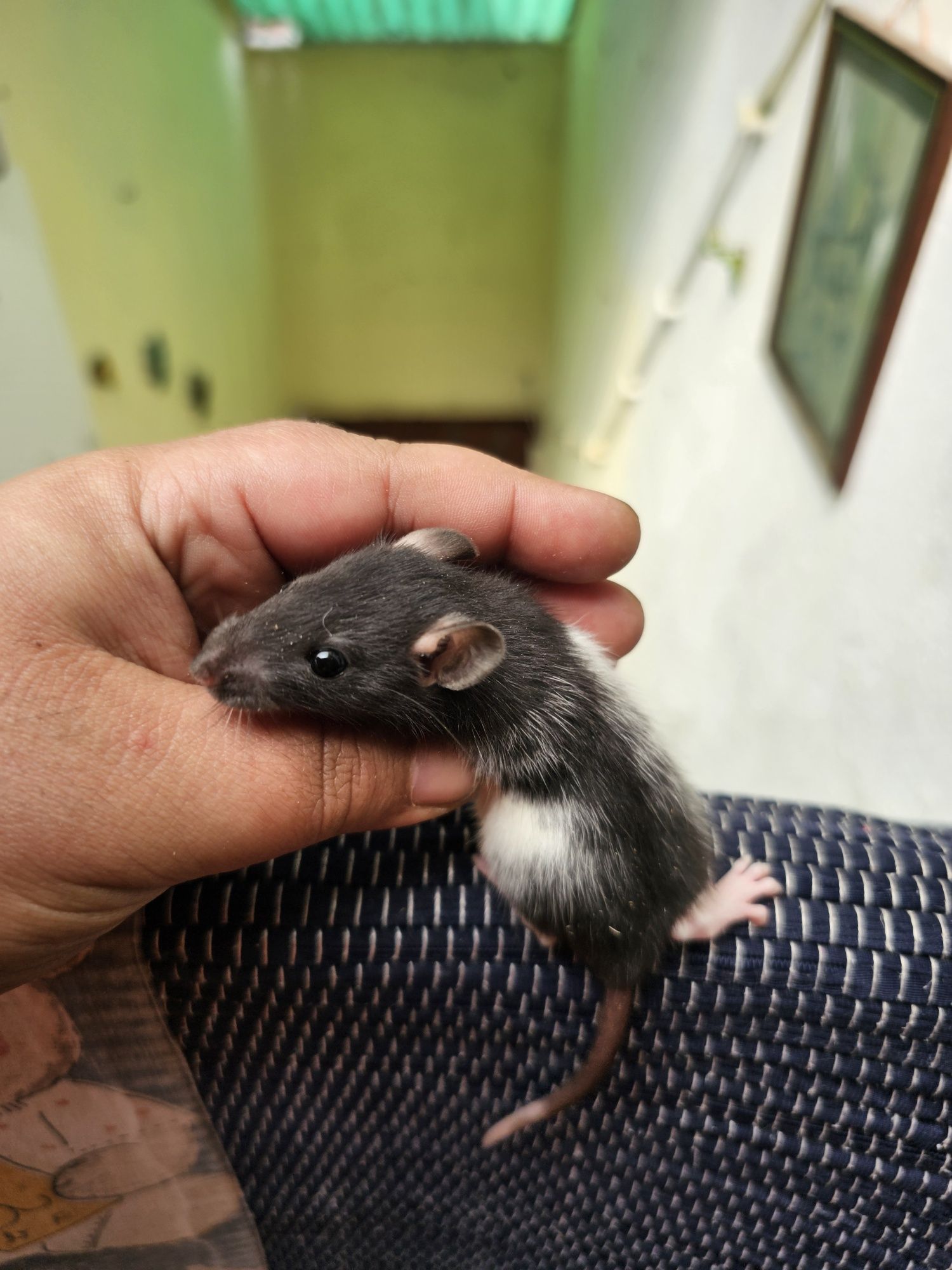 Ratazanas Domesticas / Gaiola