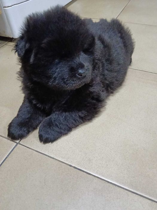 Vendo cachorro Chow chow