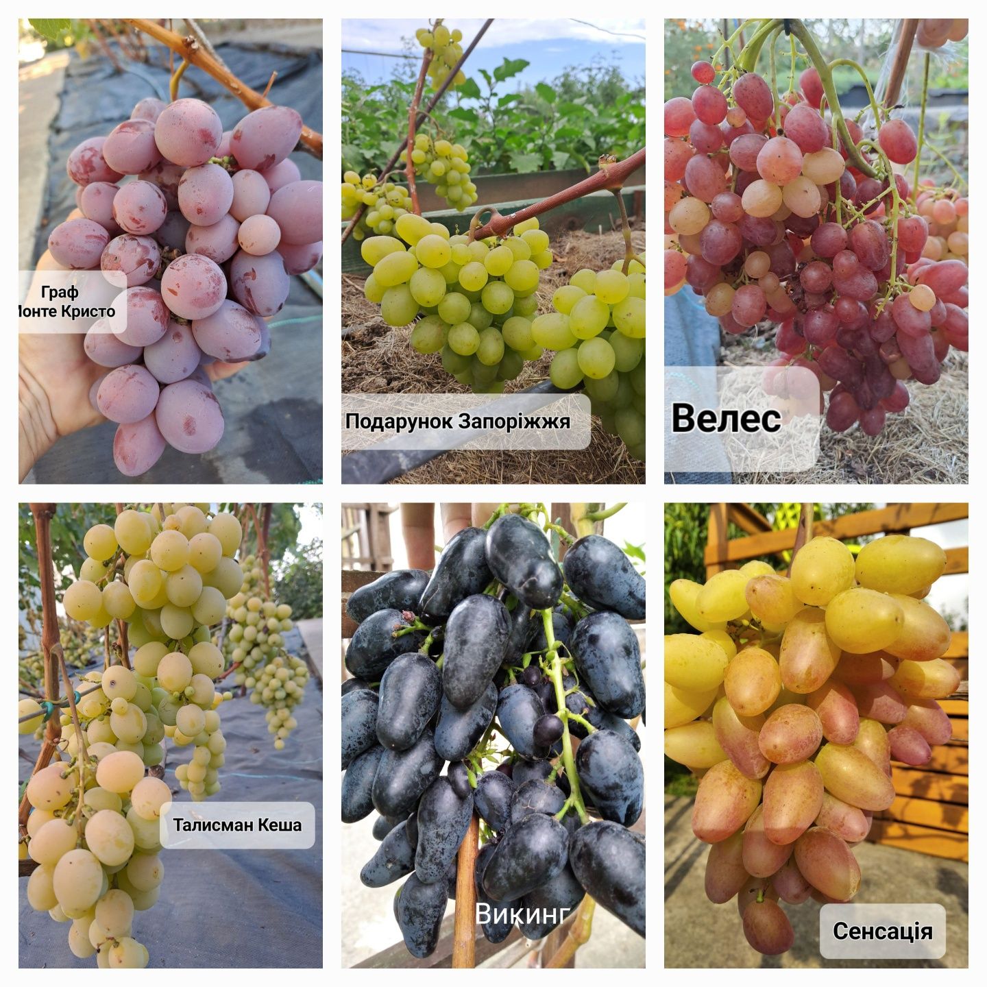 Черенки чубуки живці винограду