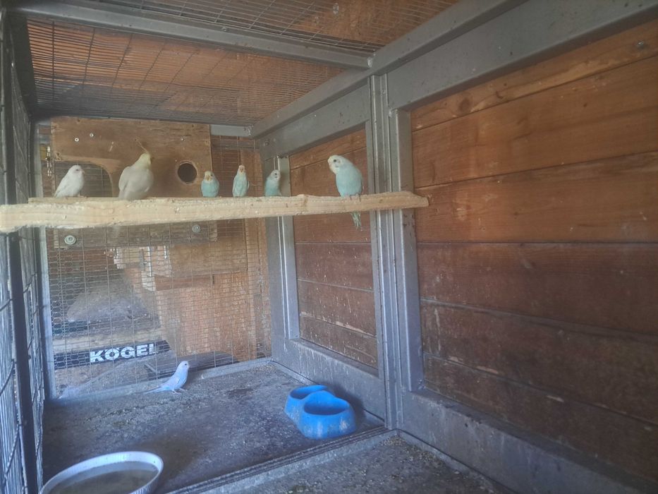 Disponíveis caturras, agapornis e periquitos