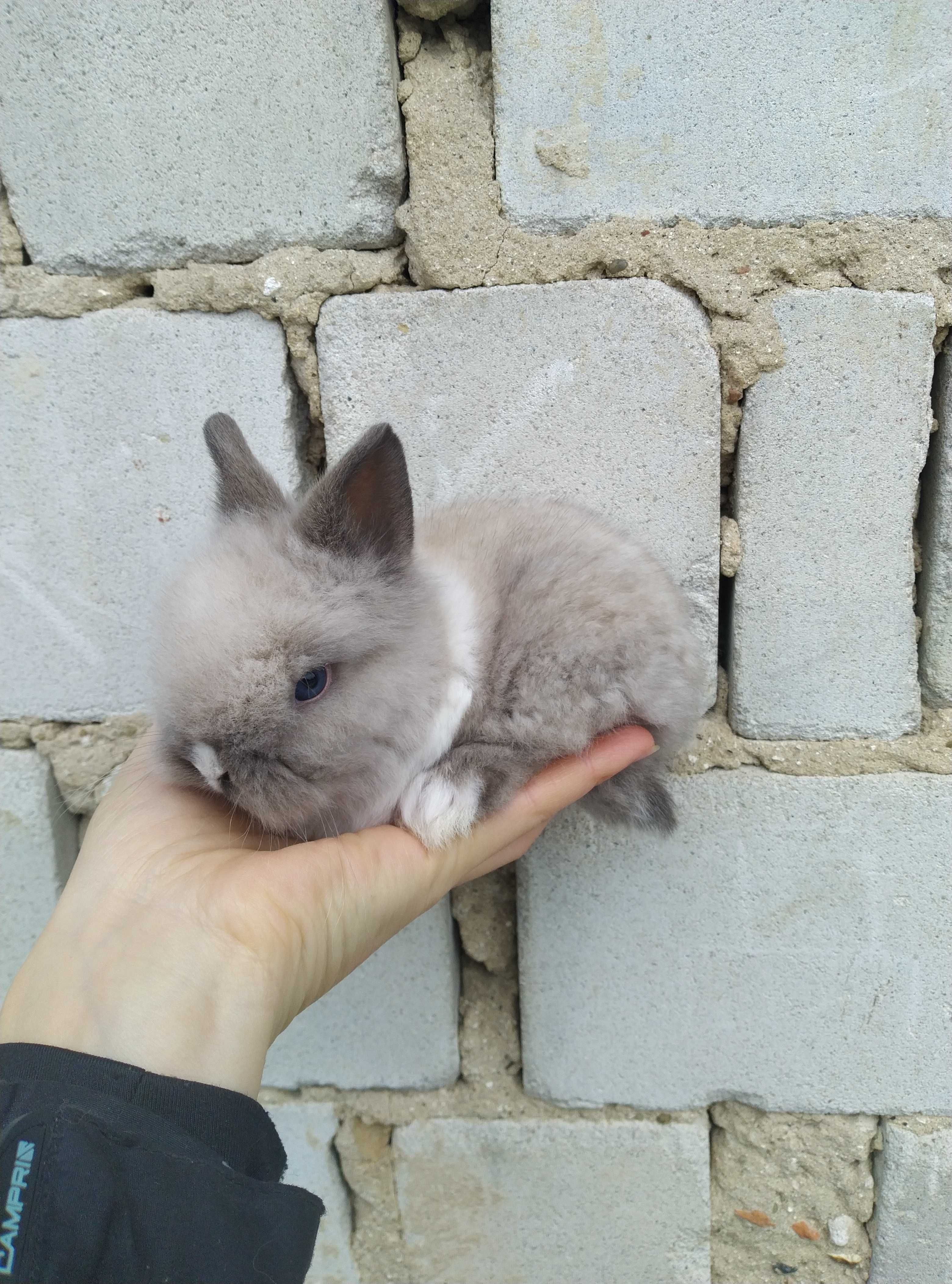 Декоративний карликовий кролик, кроленя, кроленята, левоголові кролики