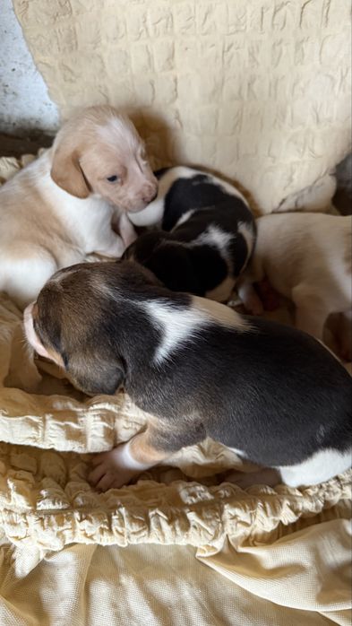 Бигль щенки мальчики и девочки