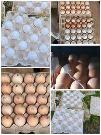Инкубационное яйцо несушки и мясо-яичные породы кур
