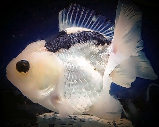 Promocja Oranda ,,Black white,, welonek welonki goldfish welon złota