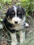 Border collie przepiekny piesek