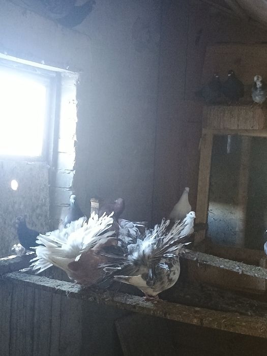 Gołębie pawie sprzedam