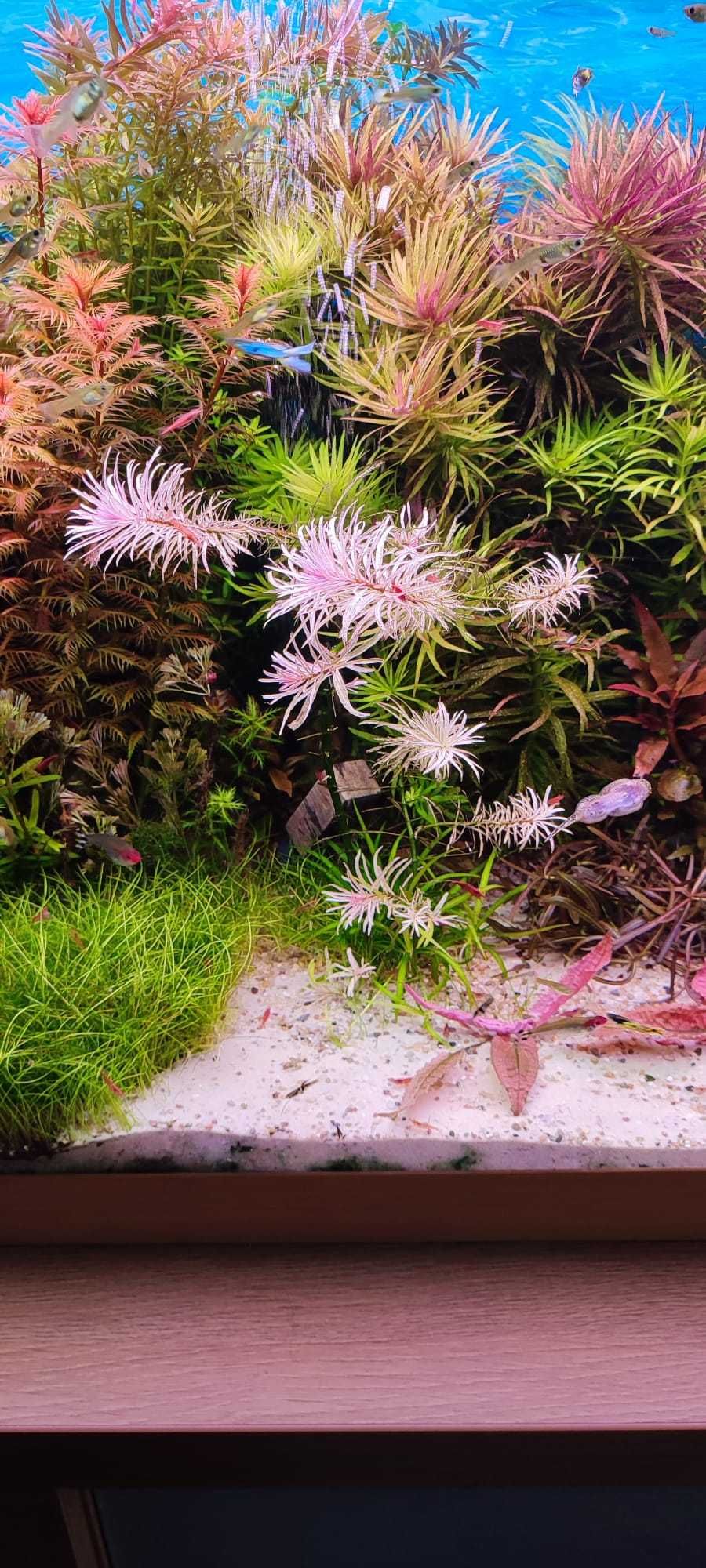 6x szybszy Fosfor dla roślin akwariowych - 100ml z kroplomierzem