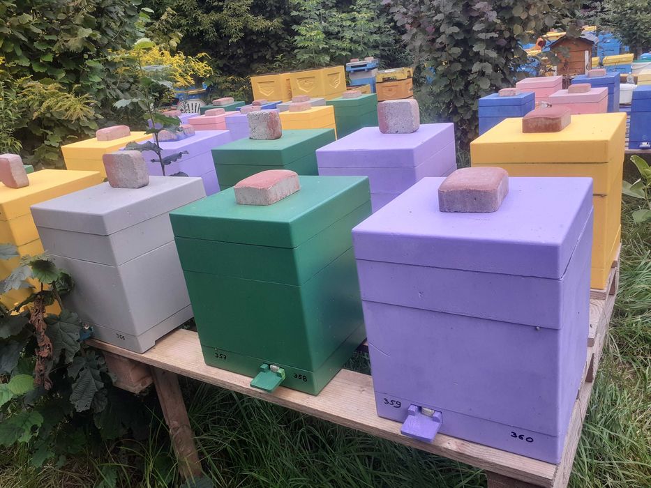Ul do wychowu matek pszczełich. Ule Mini Plus 2-rodzinne. Ulik weselny