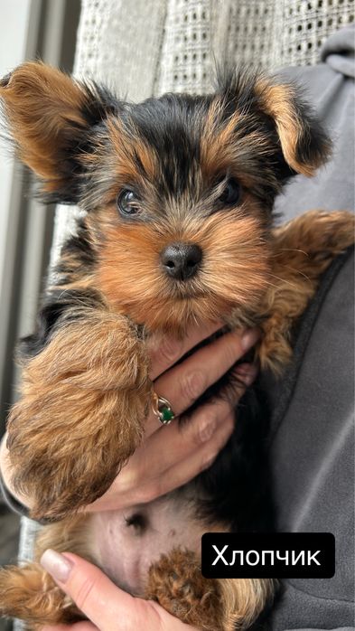 Йоркширский терьер