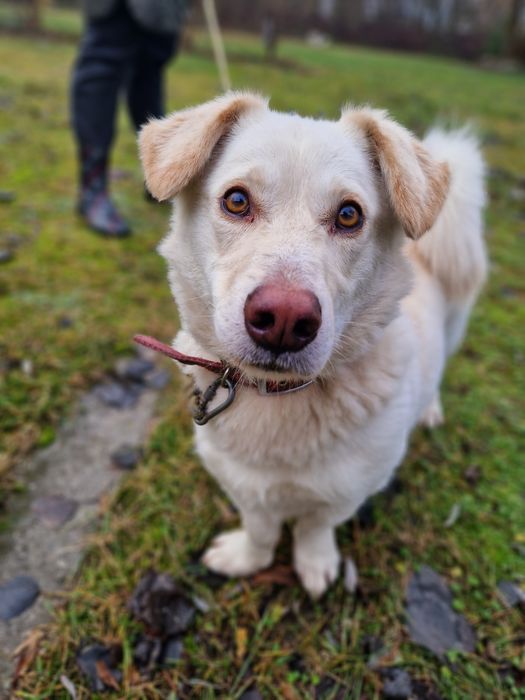 3 lata w miejskiej przechowalni ani jednego zapytania. Prosimy o dom